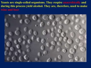 Yeasts are single-celled organisms. They respire anaerobically and
during this process yield alcohol. They are, therefore, used to make
wine and beer
 
