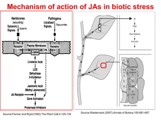 Mechanism of action of JAs in biotic stress




                                                        Source:Wasternack (2007).Annals of Botany.100:681-697
Source:Farmer and Ryan(1992).The Plant Cell.4:129-134
 