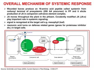 OVERALL MECHANISM OF SYSTEMIC RESPONSE
     Wounded leaves produce an 18-amino acid peptide called systemin from
      carboxyl terminal of prosystemin (200 AA precursor) in PP and it elicits
      production of JA in companion cell-sieve element complex.
     JA moves throughout the plant in the phloem. Covalently modified JA (JA-x)
      play important role in systemic signaling.
     signal is recognized at the target cell e.g. mesophyll (leaf)
     Jasmonic acid turns on defense related genes (genes for proteinase inhibitor
      etc.) in target cells.




Source: Schilmiller and Howe (2005). Current Opinion in Plant Biology . 8:369-377
 