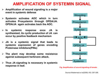 AMPLIFICATION OF SYSTEMIN SIGNAL
 Amplification of wound signaling is a major
  event in systemic defense
                                                                   Wounding
 Systemin activates AOC which in turn
  activates Prosystemin through OPDA/JA.                         Prosystemin
  OPDA/JA again activates back the AOC.

 In systemic response once JA is                                  Systemin
  synthesized, its cyclic production of JA can
  occur by positive feedback mechanism
                                                                       AOC
 JA is a systemic signal that leads to
  systemic expression of genes encoding                           OPDA/JA
  Proteinase inhibitors(PINs)

 The plant may develop some resistance                          Prosystemin
  against subsequent herbivore attack.
                                                                  Systemin
 Thus JA signaling is necessary in systemic
  response in leaf.
                                                 Fig: Amplification of wound signaling of tomato


                                                        Source:Wasternack et al(2006).163: 297-306
 