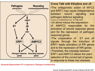 Cross Talk with Ethylene and JA
                                                            •The antagonistic action of MYC2
                                                            and ERF1 may cause independence
                                                            between wound signaling and
                                                            pathogen defence signaling
                                                            Lorenzo et al (2004)Plant Cell 16:1938-1950)
                                                            •JA alone induce the expression
                                                            of AtMYC2 responsible for the
                                                            activation of wound response genes
                                                            and for the repression of pathogen
                                                            response genes.
                                                            •The cooperation of ET and JA
                                                            signals through the induction of
                                                            ERF1 leads activation of PR genes
                                                            and to the repression of WR genes
                                                            •Therefore, the interplay between
                                                            ERF1 and AtMYC2 allows the plant
                                                            selection of the correct set of genes
                                                            in response to these two stresses
Schematic Representation TF in response to Pathogens and Wounding


                                                               Source: Wasternack(2007). Annals of Botany100:681-697
 