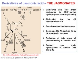 Derivatives of Jasmonic acid – THE JASMONATES

                                                               Carboxylic acid side chain
                                                                conjugated to ACC(1-amino
                                                                cyclopropane-1-carboxylic acid)

                                                               Methylated    form    by    JA
                                                                methyltransferase

                                                               Decarboxylated to cis-jasmone

                                                               Conjugated to AA such as Ile by
                                                                JA amino acid synthase

                                                               Reduction of keto group of
                                                                pentanone ring to cucurbic acid

                                                               Pentenyl      side      chain
                                                                hydroxylated in position C-11
                                                                and C-12

    Fig : Different Metabolites Produced from Jasmonic Acid

Source: Wasternack, C. ,(2007).Annals of Botany.100:681-697
 