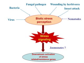 Fungal pathogen      Wounding by herbivores
 Bacteria                                  Insect attack



Virus              Biotic stress                Nematodes
                    perception




                       Stress
                      signaling

                                 Jasmonates ?

                Downstream activation
                        of stress
               related/resistance genes
 
