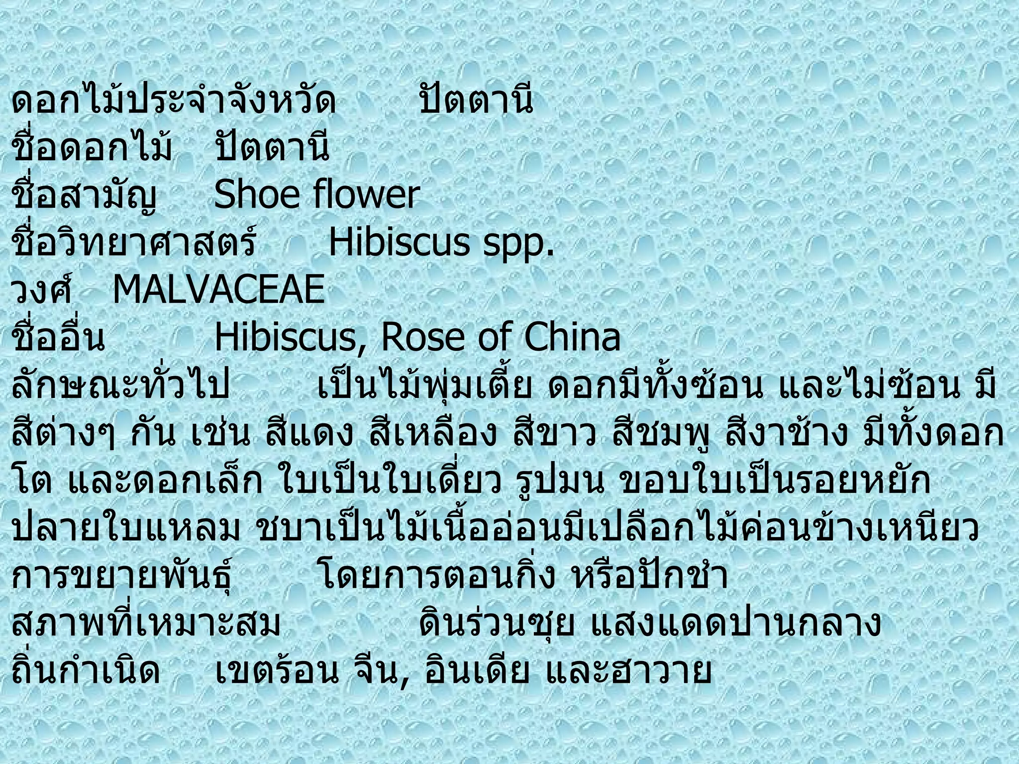 ดอกไม้ประจำจังหวัด ปัตตานี ชื่อดอกไม้ ปัตตานี ชื่อสามัญ  Shoe flower ชื่อวิทยาศาสตร์   Hibiscus spp. วงศ์  MALVACEAE ชื่ออื่น  Hibiscus, Rose of China ลักษณะทั่วไป เป็นไม้พุ่มเตี้ย ดอกมีทั้งซ้อน และไม่ซ้อน มีสีต่างๆ กัน เช่น สีแดง สีเหลือง สีขาว สีชมพู สีงาช้าง มีทั้งดอกโต และดอกเล็ก ใบเป็นใบเดี่ยว รูปมน ขอบใบเป็นรอยหยัก ปลายใบแหลม ชบาเป็นไม้เนื้ออ่อนมีเปลือกไม้ค่อนข้างเหนียว การขยายพันธุ์ โดยการตอนกิ่ง หรือปักชำ สภาพที่เหมาะสม ดินร่วนซุย แสงแดดปานกลาง ถิ่นกำเนิด เขตร้อน จีน ,  อินเดีย และฮาวาย 