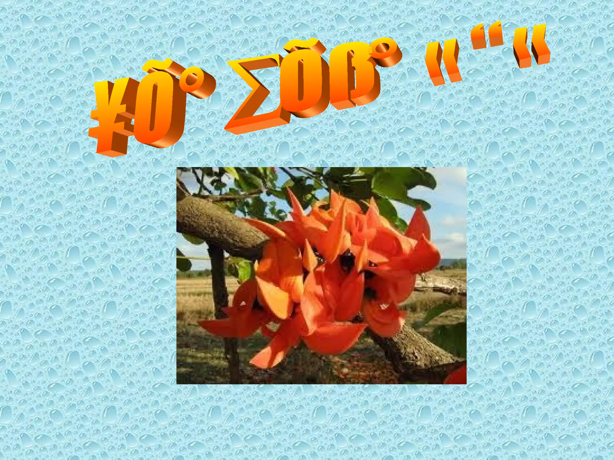 ดอกทองกวาว 