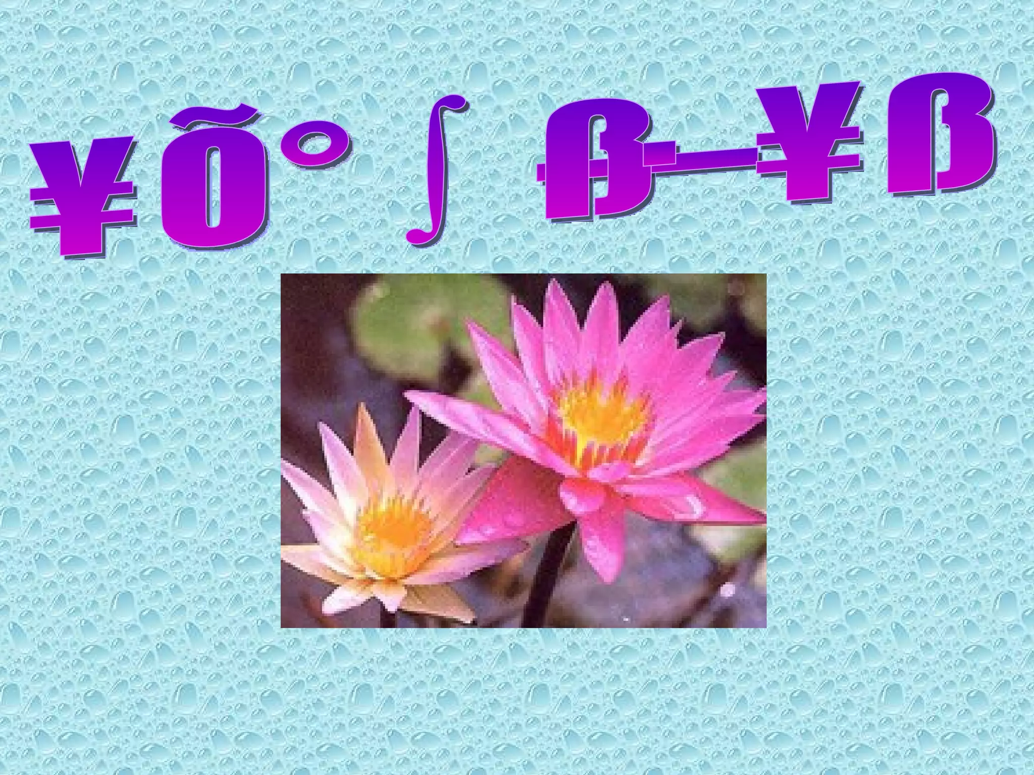 ดอกบังแดง 