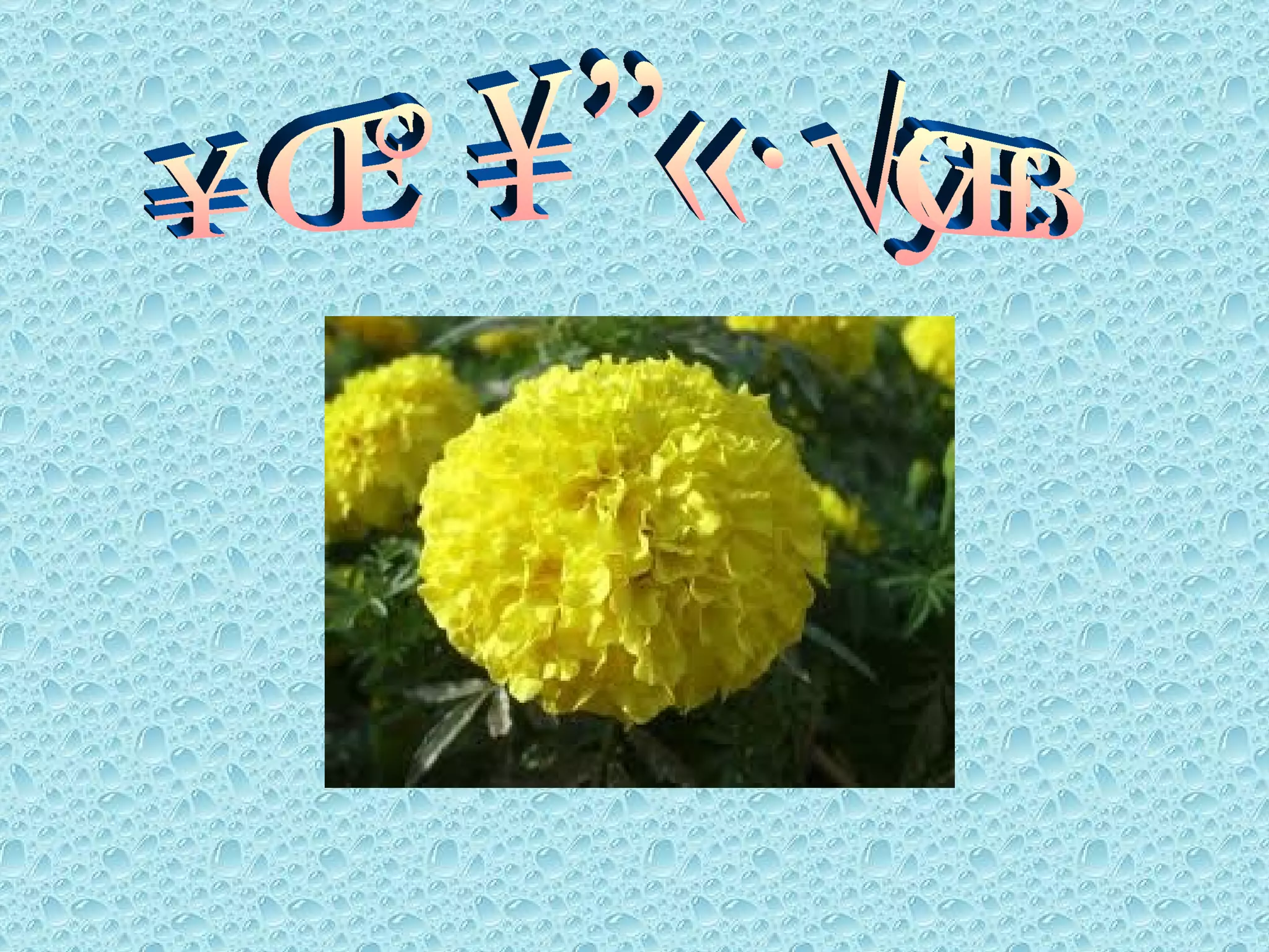 ดอกดาวเรือง 