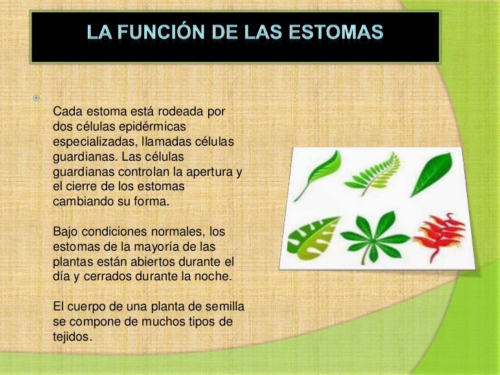 Ppt