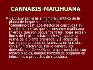 CANNABIS-MARIHUANA   Cannabis sativa  es el nombre científico de la planta de la que se obtienen los “cannabinoides”. Los efectos psicoactivos Hay tres formas en las que se consume: marihuana (hierba), que son pequeños tallos, hojas secas y flores de la planta; hachís ( hash ), que es la resina de la planta prensada; y el aceite de hachís, que procede de la mezcla de la resina con algún disolvente. Por lo general, los derivados del  Cannabis  se fuman mezclados con tabaco o solos, aunque también se preparan en infusiones o productos de repostería  