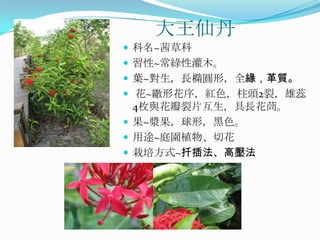大王仙丹
 科名~茜草科
 習性~常綠性灌木。
 葉~對生，長橢圓形，全緣，革質。
 花~繖形花序，紅色，柱頭2裂，雄蕊
  4枚與花瓣裂片互生，具長花茼。
 果~漿果，球形，黑色。
 用途~庭園植物、切花
 栽培方式~扦插法、高壓法
 