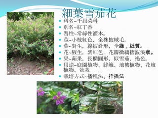 細葉雪茄花
 科名~千屈菜科
 別名~紅丁香
 習性~常綠性灌木。
 莖~小枝紅色，全株披絨毛。
 葉~對生，線披針形，全緣，紙質。
 花~腋生，紫紅色，花瓣微縐摺波浪狀。
 果~蒴果，長橢圓形，似雪茄，褐色。
 用途~庭園植物、綠籬、地被植物、花壇
  植物、盆栽
 栽培方式~播種法、扦插法
 