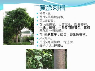 黃脈刺桐
   科名~豆
   習性~落葉性喬木。
   莖~縱裂紋。
   葉~3出複葉，大葉互生，闊卵菱形，
    全緣，紙質，中肋及羽脈黃色，葉柄
    基部具一對腺體。
   花~總狀花序，紅色，密生於枝稍。
   果~莢果。
   用途~庭園植物、行道樹
   栽培方式~扦插法
 