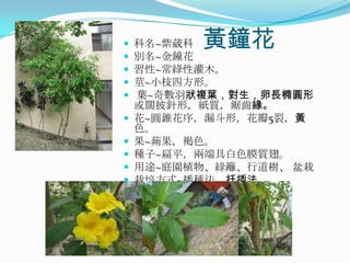    科名~紫葳科黃鐘花
   別名~金鐘花
   習性~常綠性灌木。
   莖~小枝四方形。
   葉~奇數羽狀複葉，對生，卵長橢圓形
    或闊披針形，紙質，鋸齒緣。
   花~圓錐花序，漏斗形，花瓣5裂，黃
    色。
   果~蒴果，褐色。
   種子~扁平，兩端具白色膜質翅。
   用途~庭園植物、綠籬、行道樹、 盆栽
   栽培方式~播種法、扦插法
 