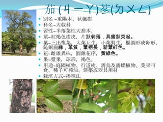 茄 (ㄐㄧㄚ)苳(ㄉㄨㄥ)
   別名 ~重陽木、秋楓樹
   科名~大戟科
   習性~半落葉性大喬木。
   莖~紅褐色樹皮，片狀剝落，具瘤狀突起。
   葉~三出複葉，大葉互生，小葉對生，橢圓形或卵形，
    鈍鋸齒緣，革質，葉柄長，新葉紅色。
   花~雌雄異株，圓錐花序，黃綠色。
   果~漿果，球形，褐色。
   用途~庭園植物、行道樹、誘鳥及誘蝶植物、葉果可
    食、種子可榨油、建築或器具用材
   栽培方式~播種法
 