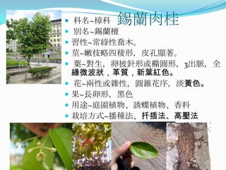    科名~樟科錫蘭肉桂
   別名~錫蘭檀
   習性~常綠性喬木。
   莖~嫩枝略四稜形，皮孔顯著。
   葉~對生，卵披針形或橢圓形，3出脈，全
    緣微波狀，革質，新葉紅色。
   花~兩性或雜性，圓錐花序，淡黃色。
   果~長卵形，黑色
   用途~庭園植物、誘蝶植物、香料
   栽培方式~播種法、扦插法、高壓法
 