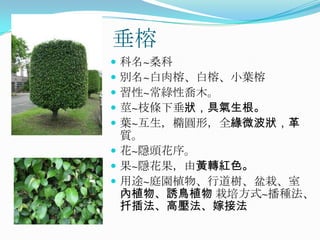 垂榕
 科名~桑科
 別名~白肉榕、白榕、小葉榕
 習性~常綠性喬木。
 莖~枝條下垂狀，具氣生根。
 葉~互生，橢圓形，全緣微波狀，革
  質。
 花~隱頭花序。
 果~隱花果，由黃轉紅色。
 用途~庭園植物、行道樹、盆栽、室
  內植物、誘鳥植物 栽培方式~播種法、
  扦插法、高壓法、嫁接法
 