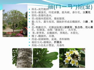 
          緬(ㄇㄧㄢˇ)梔(ㄓ)
    科名~夾竹桃科
   別名~雞蛋花、印度素馨、鹿角樹、番仔花、蛋黃花
   習性~落葉性喬木。
   莖~枝條肉質肥厚，葉痕顯著。
   葉~互生，叢生枝頂，闊披針形或長橢圓形，全緣，革
    質。
   花~聚繖花序，花瓣迴旋覆瓦狀排列，乳白色，花心黃
    色，似雞蛋，故稱「雞蛋花」，具芳香。
   果~蓇葖果，長橢圓形，黑褐色，木質化。
   種子~橢圓形，具翅。
   用途~庭園植物、盆栽、香料植物
   栽培方式~播種法、扦插法
   其他~白色乳汁豐富，具毒性
 