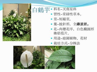 白鶴芋  科名~天南星科
      習性~常綠性草本。
      莖~短縮莖。
      葉~披針形，全緣波狀。
      花~肉穗花序，白色橢圓形
       佛焰苞片。
      用途~庭園植物、花材
      栽培方式~分株法
 