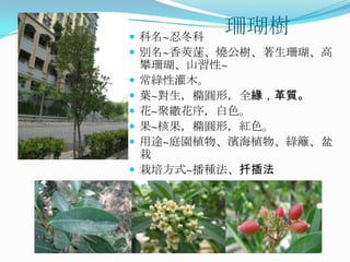  科名~忍冬科
           珊瑚樹
 別名~香莢蒾、燒公樹、著生珊瑚、高
    攀珊瑚、山習性~
   常綠性灌木。
   葉~對生，橢圓形，全緣，革質。
   花~聚繖花序，白色。
   果~核果，橢圓形，紅色。
   用途~庭園植物、濱海植物、綠籬、盆
    栽
   栽培方式~播種法、扦插法
 