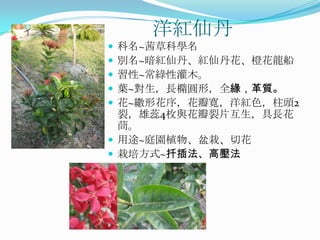 洋紅仙丹
 科名~茜草科學名
 別名~暗紅仙丹、紅仙丹花、橙花龍船
 習性~常綠性灌木。
 葉~對生，長橢圓形，全緣，革質。
 花~繖形花序，花瓣寬，洋紅色，柱頭2
  裂，雄蕊4枚與花瓣裂片互生，具長花
  茼。
 用途~庭園植物、盆栽、切花
 栽培方式~扦插法、高壓法
 