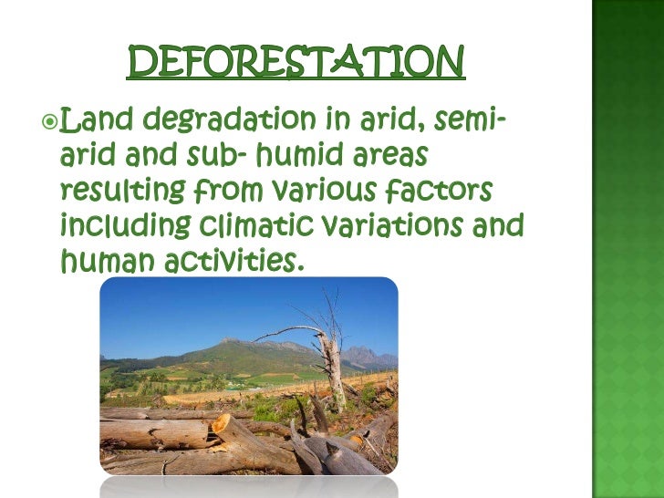 Forest our lifeline essay in english picture