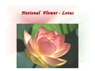 National Flower - Lotus
 