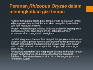 Peranan Rhizopus Oryzae dalam
meningkatkan gizi tempe
Kedelai merupakan bahan baku tempe. Pada pembuatan tempe
selama proses fermentasi, kedelai akan mengalami perubahan
baik fisik maupun kimianya.
 Protein kedelai dengan adanya aktivitas proteolitik kapang akan
diuraikan menjadi asan-asam amino, sehingga nitrogen
terlarutnya akan mengalami peningkatan.

Kedelai yang telah difermentasi menjadi tempe akan lebih mudah
dicerna. Selama proses fermentasi karbohidrat dan protein akan
dipecah oleh kapang menjadi bagian-bagian yang lebih mudah
larut, mudah dicerna dan ternyata bau langu dari kedelai juga
akan hilang.
Perubahan-perubahan lain yang terjadi selama fermentasi tempe
adalah berkurangnya kandungan oligosakarida penyebab
flatulence. Penurunan tersebut akan terus berlangsung sampai
fermentasi 72 jam.
 