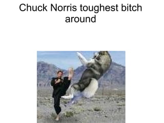 Chuck Norris toughest bitch around 
