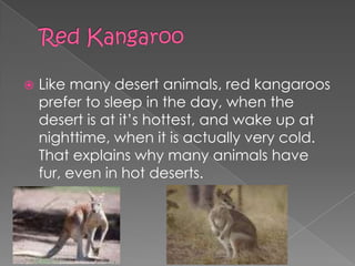    Like many desert animals, red kangaroos
    prefer to sleep in the day, when the
    desert is at it’s hottest, and wake up at
    nighttime, when it is actually very cold.
    That explains why many animals have
    fur, even in hot deserts.
 