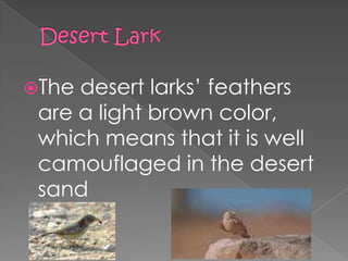 The desert larks’ feathers
 are a light brown color,
 which means that it is well
 camouflaged in the desert
 sand
 