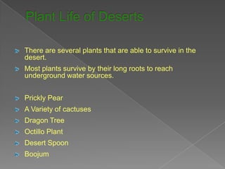 There are several plants that are able to survive in the
desert.
Most plants survive by their long roots to reach
underground water sources.


Prickly Pear
A Variety of cactuses
Dragon Tree
Octillo Plant
Desert Spoon
Boojum
 