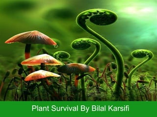 Plant Survival By Bilal Karsifi
 
