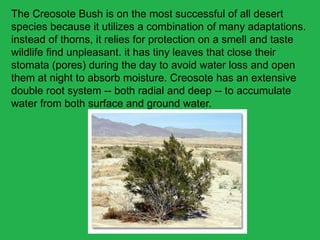 Plant Adaptation | PPTX