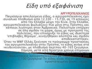 ΑΡΓΤΡΟΠΕΛΕΚΑΝΟ΢
  Παγκόςμια απειλούμενο είδορ, ο απγτποπελεκάνορ έφει
 ςτνολικό πληθτςμό από 12.330 - 15.730, ςε 19 αποικίερ
                     από σην Ελλάδα μέφπι σην Κίνα. ΢σην
      Ελλάδα, απγτποπελεκάνοι υψλιάζοτν πια μόνο ςσιρ
          Ππέςπερ και κάποιοι λιγόσεποι ςσον Αμβπακικό.
     Παλιόσεπα τπήπφαν ςε όλη ςφεδόν ση φώπα, όμψρ με
     πποσποπή σηρ πολισείαρ, ποτ επικήπτξε σο είδορ ψρ
ιδιαίσεπα ‘επιβλαβέρ θήπαμα’, κτνηγήθηκαν αλύπησα και
                                ςφεδόν αποδεκασίςσηκαν.
 Όσαν σο WWF Ελλάρ ξεκίνηςε σο ππόγπαμμα πποςσαςίαρ
  σοτ απγτποπελεκάνοτ ςσην Ππέςπα, σο είδορ ανήκε ςσα
 «κινδτνεύονσα», με πληθτςμό πεπίποτ 40-165 ζετγάπια.
             ΢ήμεπα, μεσά από δεκασπία φπόνια επίμονψν
  πποςπαθειών, η Ππέςπα υιλοξενεί ση μεγαλύσεπη ςσον
   κόςμο αποικία απγτποπελεκάνψν με πεπιςςόσεπα από
           1.100 ζετγάπια! Σο είδορ είναι πλέον ιδιαίσεπα
                            πποςσασετμένο βάςει νόμοτ.
 