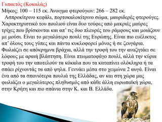 Γππαεηόο (Κνθαιάο)
Μήθνο: 100 – 115 εθ. Άλνηγκα θηεξνύγσλ: 266 – 282 εθ.
 Αζπξνθίηξηλν θεθάιη, πνξηνθαινθίηξηλν ζώκα, καπξηδεξέο θηεξνύγεο.
Υαξαθηεξηζηηθό ηνπ πνπιηνύ είλαη δπν ηνύθεο από καθξηέο καύξεο
ηξίρεο πνπ βξίζθνληαη θαη απ’ ηηο δπν πιεπξέο ηνπ ξάκθνπο θαη κνηάδνπλ
κε κνύζη. Δίλαη ην κεγαιύηεξν πνπιί ηεο Δπξώπεο. Δίλαη πην επέιηθηνο
απ’ όινπο ηνπο γύπεο θαη πάληα θπθινθνξεί κόλνο ή ζε δεπγάξηα.
Φσιηάδεη ζε απόθξεκλα βξάρηα, αιιά ηελ ηξνθή ηνπ ηελ αλαδεηάεη ζε
ιόθνπο κε αξαηή βιάζηεζε. Δίλαη πησκαηνθάγν πνπιί, αιιά ηελ θύξηα
ηξνθή ηνπ ηελ απνηεινύλ ηα θόθαια πνπ ηα θαηαπίλεη νιόθιεξα ή ηα
ζπάεη ξίρλνληάο ηα από ςεια. Γελλάεη κέζα ζην ρεηκώλα 2 απγά. Δίλαη
έλα από ηα ζπαληόηεξα πνπιηά ηεο Διιάδαο, αλ θαη ζηε ρώξα καο
θσιηάδεη ν κεγαιύηεξνο πιεζπζκόο από θάζε άιιε επξσπατθή ρώξα,
ζηελ Κξήηε θαη πην ζπάληα ζηελ Κ. θαη Β. Διιάδα.
 