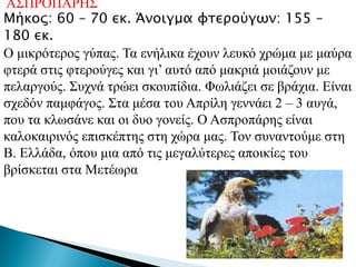 Α΢ΠΡΟΠΑΡΖ΢
Μήκορ: 60 – 70 εκ. Άνοιγμα υσεπούγψν: 155 –
180 εκ.
Ο κηθξόηεξνο γύπαο. Σα ελήιηθα έρνπλ ιεπθό ρξώκα κε καύξα
θηεξά ζηηο θηεξνύγεο θαη γη’ απηό από καθξηά κνηάδνπλ κε
πειαξγνύο. ΢πρλά ηξώεη ζθνππίδηα. Φσιηάδεη ζε βξάρηα. Δίλαη
ζρεδόλ πακθάγνο. ΢ηα κέζα ηνπ Απξίιε γελλάεη 2 – 3 απγά,
πνπ ηα θισζάλε θαη νη δπν γνλείο. Ο Αζπξνπάξεο είλαη
θαινθαηξηλόο επηζθέπηεο ζηε ρώξα καο. Σνλ ζπλαληνύκε ζηε
Β. Διιάδα, όπνπ κηα από ηηο κεγαιύηεξεο απνηθίεο ηνπ
βξίζθεηαη ζηα Μεηέσξα
 