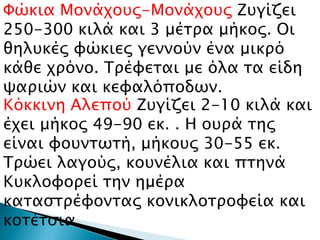 Υώκια Μονάφοτρ-Μονάφοτρ Ζτγίζει
250-300 κιλά και 3 μέσπα μήκορ. Οι
θηλτκέρ υώκιερ γεννούν ένα μικπό
κάθε φπόνο. Σπέυεσαι με όλα σα είδη
χαπιών και κευαλόποδψν.
Κόκκινη Αλεπού Ζτγίζει 2-10 κιλά και
έφει μήκορ 49-90 εκ. . Η οτπά σηρ
είναι υοτνσψσή, μήκοτρ 30-55 εκ.
Σπώει λαγούρ, κοτνέλια και πσηνά
Κτκλουοπεί σην ημέπα
κασαςσπέυονσαρ κονικλοσπουεία και
κοσέσςια.
 