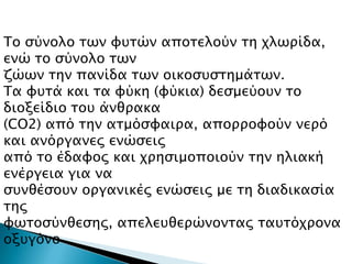 Σο ςύνολο σψν υτσών αποσελούν ση φλψπίδα,
ενώ σο ςύνολο σψν
ζώψν σην πανίδα σψν οικοςτςσημάσψν.
Σα υτσά και σα υύκη (υύκια) δεςμεύοτν σο
διοξείδιο σοτ άνθπακα
(CO2) από σην ασμόςυαιπα, αποππουούν νεπό
και ανόπγανερ ενώςειρ
από σο έδαυορ και φπηςιμοποιούν σην ηλιακή
ενέπγεια για να
ςτνθέςοτν οπγανικέρ ενώςειρ με ση διαδικαςία
σηρ
υψσοςύνθεςηρ, απελετθεπώνονσαρ σατσόφπονα
οξτγόνο
 