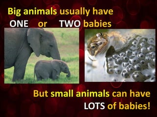 Big animalsBig animals usually haveusually have
ONEONE oror TWOTWO babiesbabies
ButBut small animalssmall animals can havecan have
LOTSLOTS of babies!of babies!
 