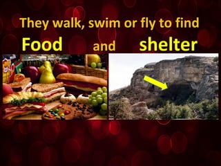 They walk, swim or fly to findThey walk, swim or fly to find
FoodFood andand sheltershelter
 