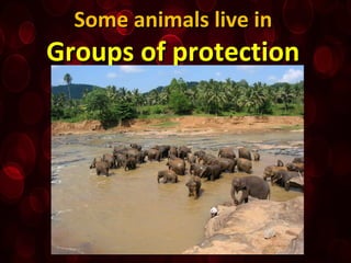Some animals live inSome animals live in
Groups of protectionGroups of protection
 