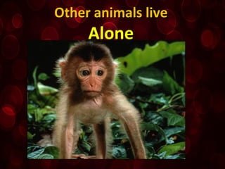 Other animals liveOther animals live
AloneAlone
 