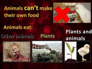 AnimalsAnimals can’tcan’t makemake
their own foodtheir own food
Animals eat:Animals eat:
Other animalsOther animals Plants
Plants andPlants and
animalsanimals
 