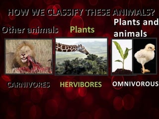 HOW WE CLASSIFY THESE ANIMALS?HOW WE CLASSIFY THESE ANIMALS?
Other animalsOther animals Plants
Plants andPlants and
animalsanimals
CARNIVORESCARNIVORES HERVIBORES OMNIVOROUSOMNIVOROUS
 