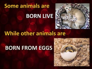 Some animals areSome animals are
BORN LIVEBORN LIVE
While other animals areWhile other animals are
BORN FROM EGGSBORN FROM EGGS
 