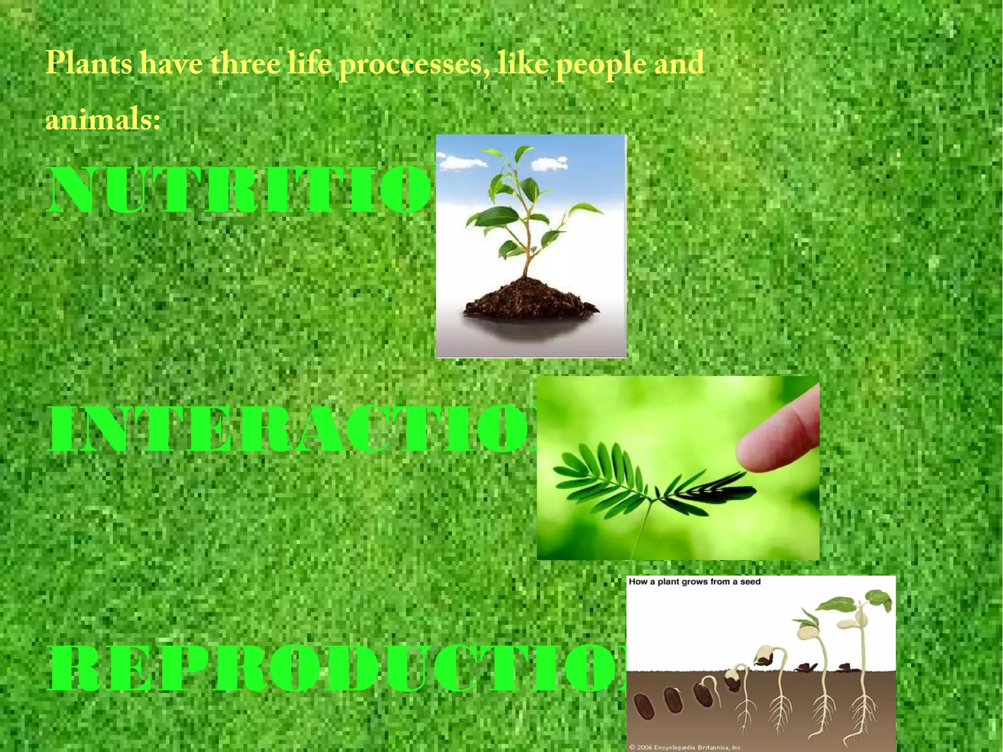 Life processes: Plants | ODP