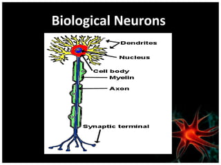 Biological Neurons

 