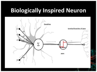 Biologically Inspired Neuron

 