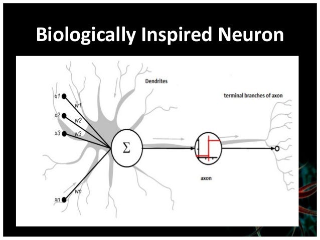 neuron types