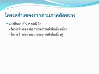 โครงสร้างของรากตามภาคตัดขวาง
 แบ่งศึกษา เป็น 2 กรณี คือ

- โครงสร้างตัดตามขวางของรากพืชใบเลี้ยงเดี่ยว
- โครงสร้างตัดตามขวางของรากพืชใบเลี้ยงคู่

 
